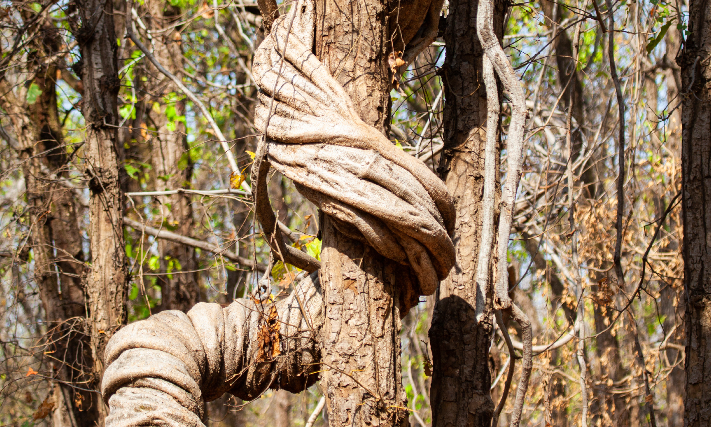 Using the strangler pattern for your composable commerce migration