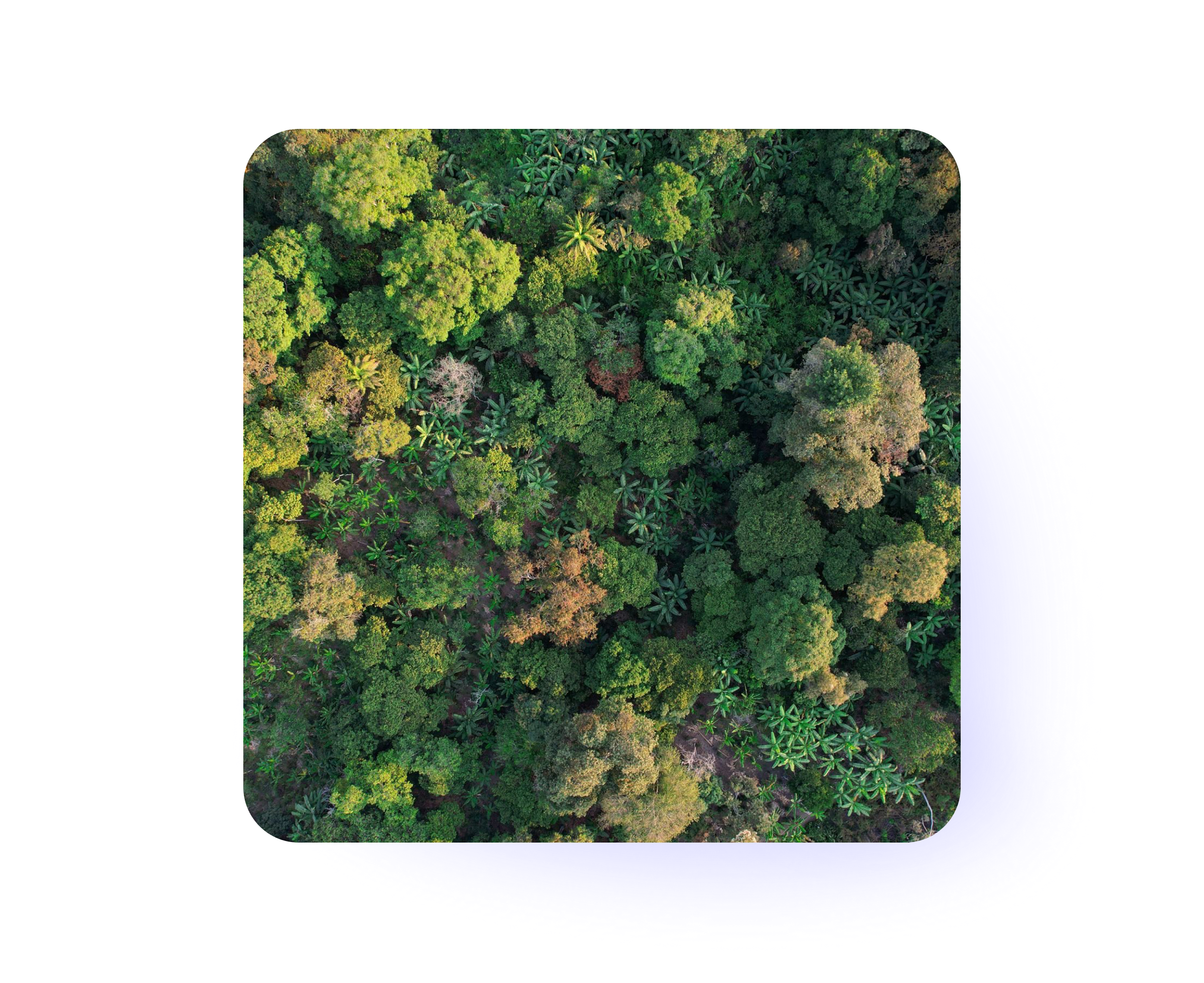 Treedom Customer Story